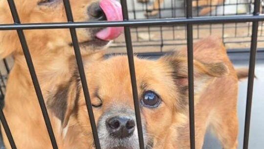 46 Dogs Saved from Hoarding Situation in Llano