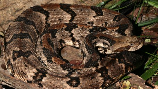 5 tips to prevent negative encounters with snakes this spring