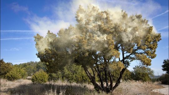 Cedar Fever Intensifies as Temperatures See-Saw