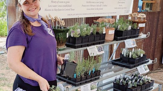 Celebrating 20 years of the Blanco Lavender Festival