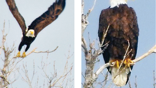 Eagles over Cottonwood Shores