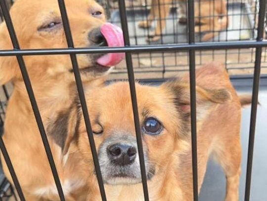 46 Dogs Saved from Hoarding Situation in Llano