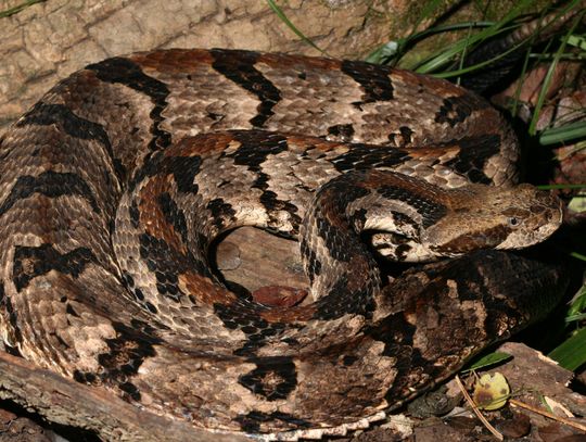 5 tips to prevent negative encounters with snakes this spring