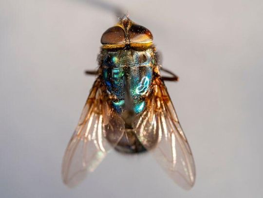 AgriLife Extension publishes human, pet fact sheets on New World screwworm