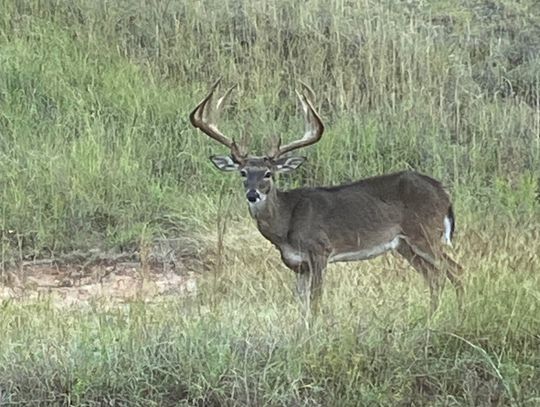 Applications Now Open for Texas Public Drawn Hunts