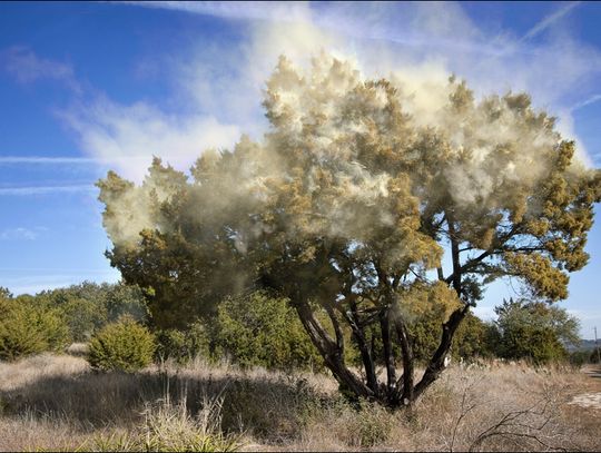 Cedar Fever Intensifies as Temperatures See-Saw