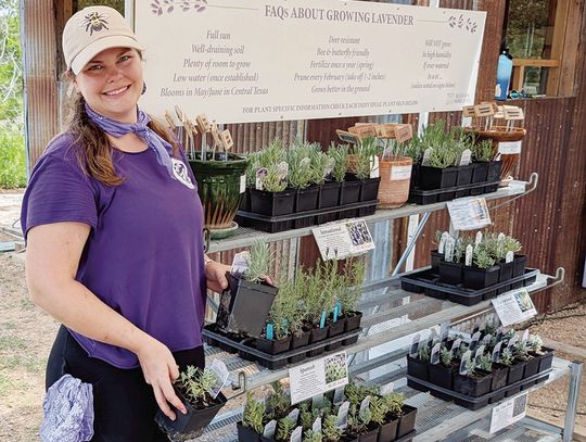 Celebrating 20 years of the Blanco Lavender Festival