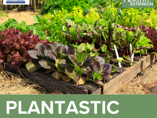 Plantastic vegetable gardening seminar scheduled for Feb. 27