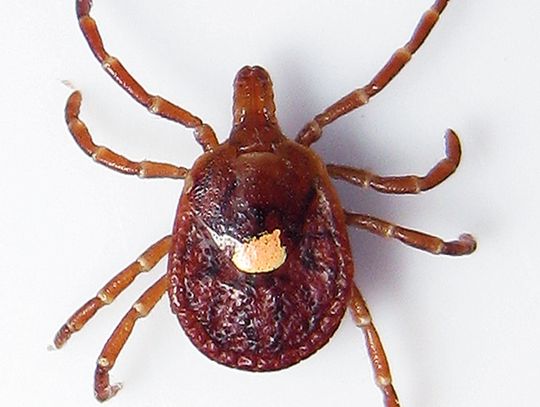 Tick Talk: How to Spot, Avoid and Remove Ticks in Texas