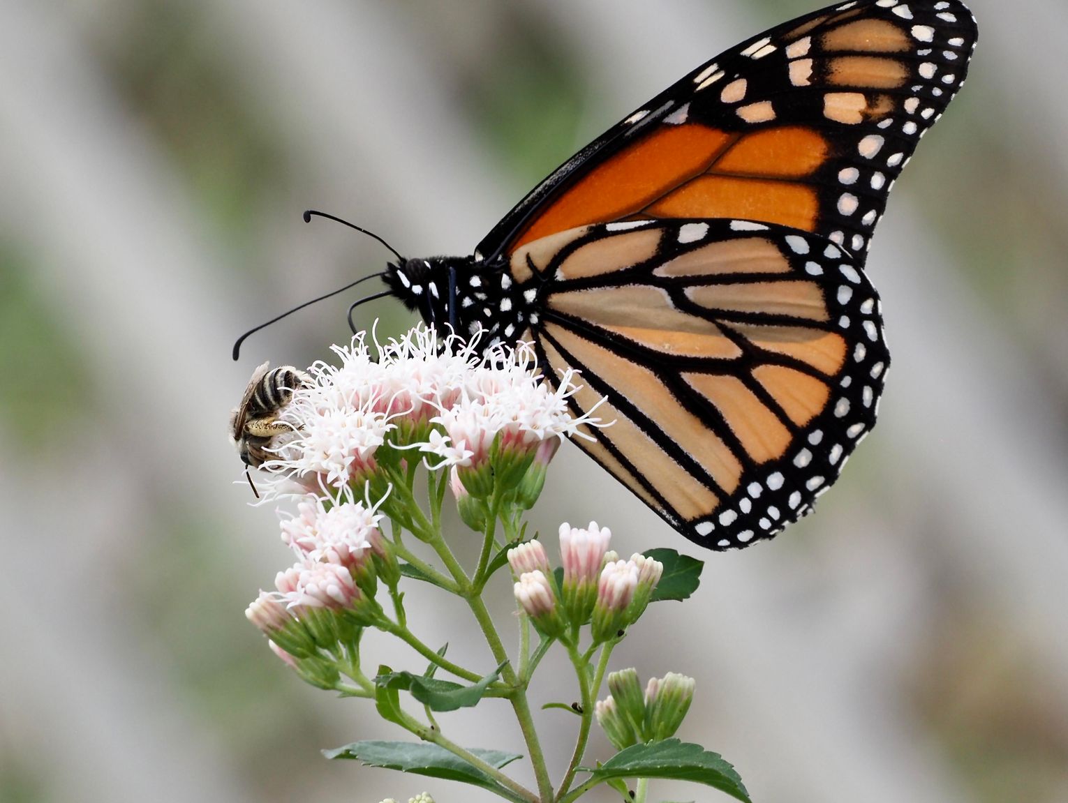 Friends of Fredericksburg Nature Center Host Monarch Conservation Workshop