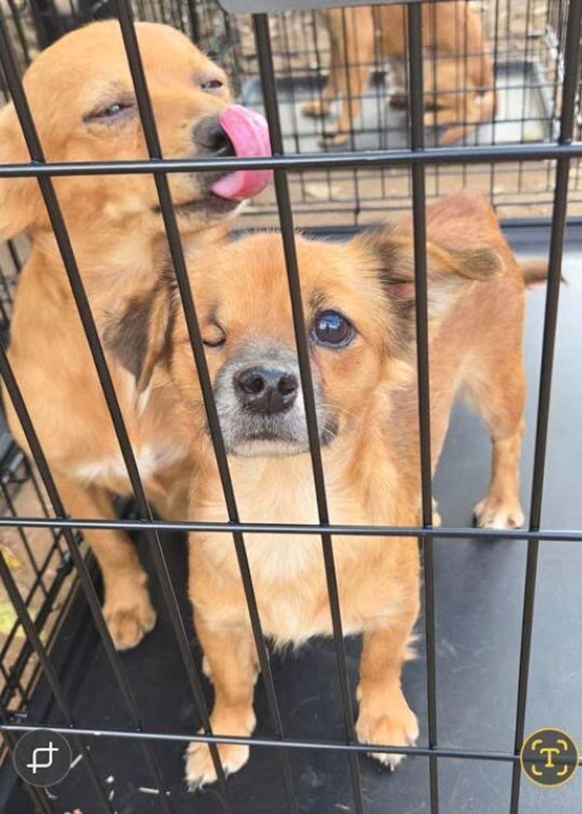 46 Dogs Saved from Hoarding Situation in Llano