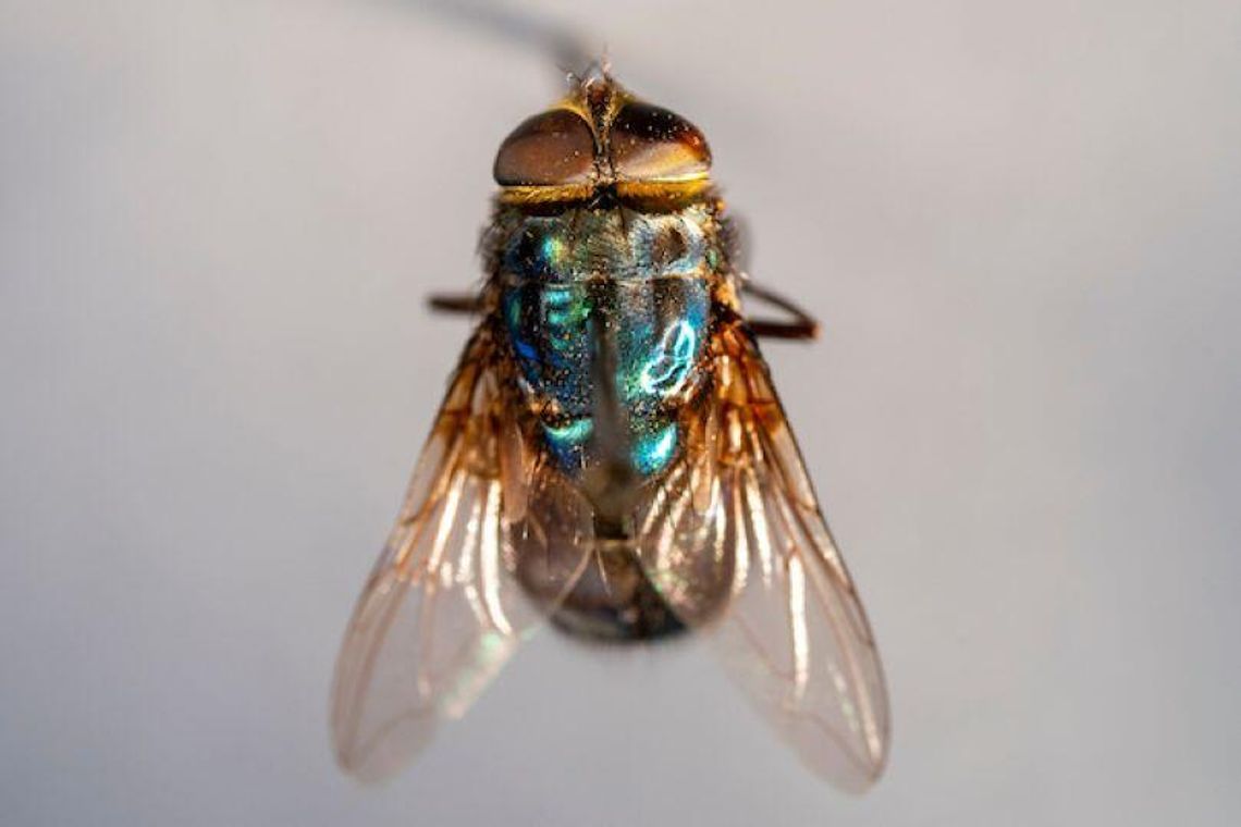 AgriLife Extension publishes human, pet fact sheets on New World screwworm