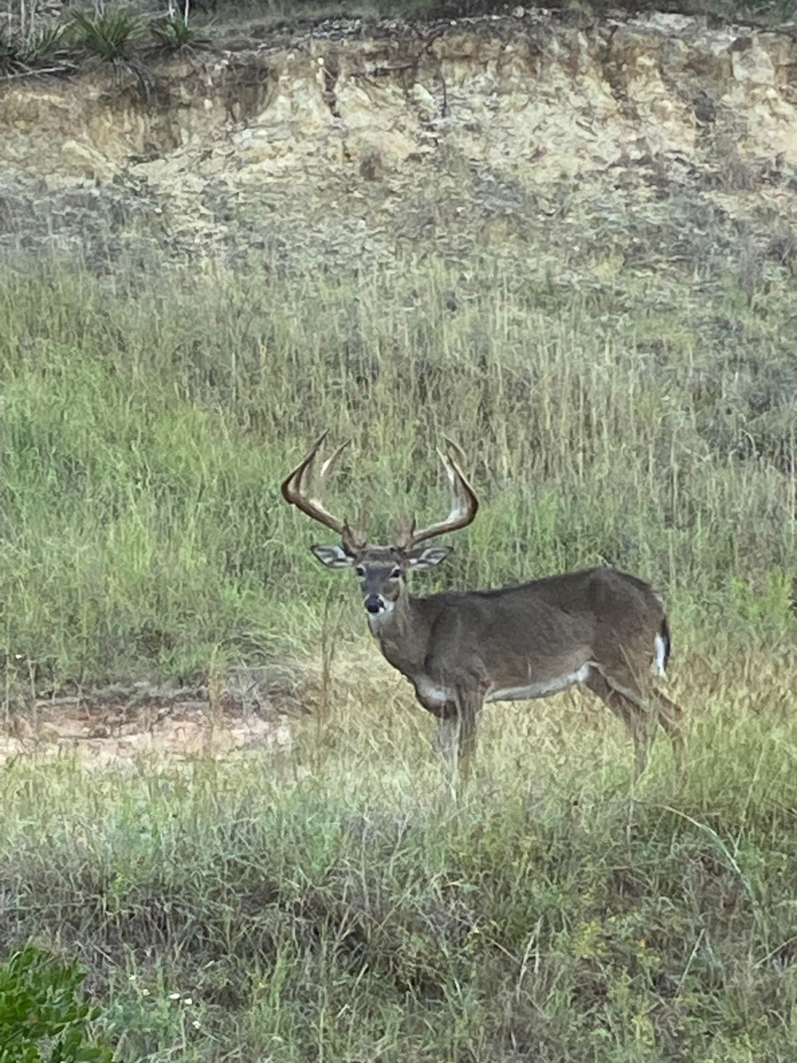 Applications Now Open for Texas Public Drawn Hunts