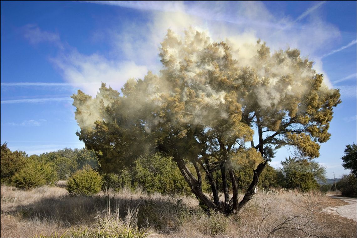 Cedar Fever Intensifies as Temperatures See-Saw