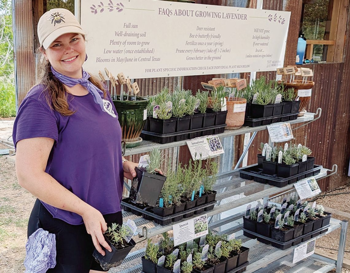 Celebrating 20 years of the Blanco Lavender Festival