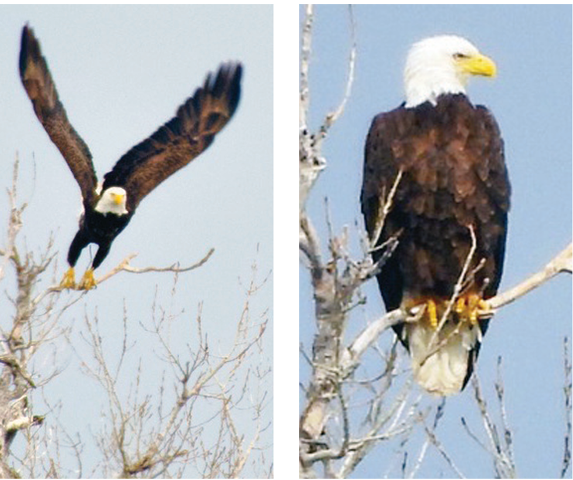 Eagles over Cottonwood Shores