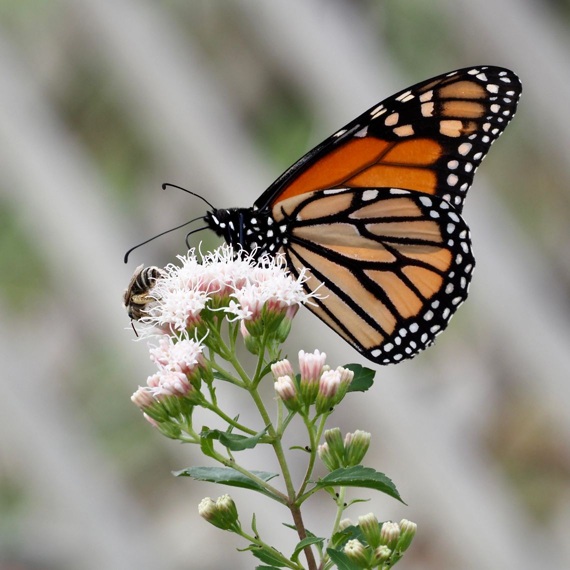 Friends of Fredericksburg Nature Center Host Monarch Conservation Workshop Friends of Fredericksburg Nature Center Host Monarch Conservation Workshop