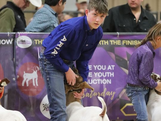 Hill District Lamb and Goat Show